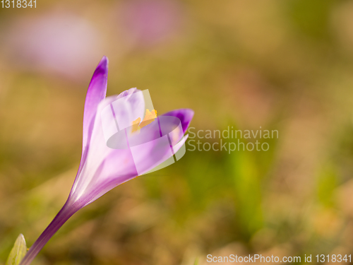 Image of spring purple flower crocus