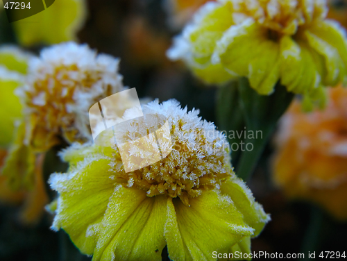 Image of Flowers under hoar-frost