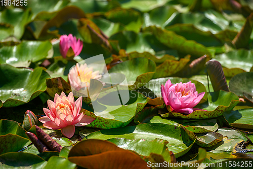 Image of Red water lily AKA Nymphaea alba f. rosea in a lake