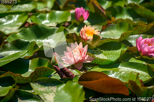 Image of Red water lily AKA Nymphaea alba f. rosea in a lake