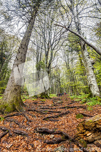 Image of Group of tourists taking hike through foggy forest