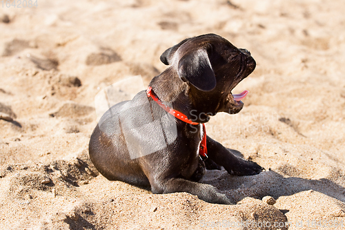 Image of French bulldog puppy