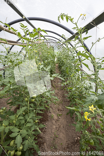 Image of Tomato plants in a small greenhouse