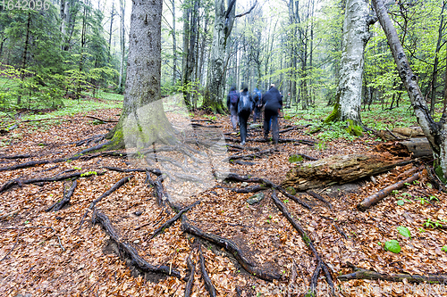 Image of Group of tourists taking hike through foggy forest