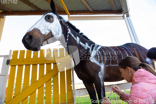 Image of Girl with watercolors paints a skeleton on a horse to celebrate Halloween