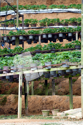 Image of Strawberry pots in the Strawberry Farm