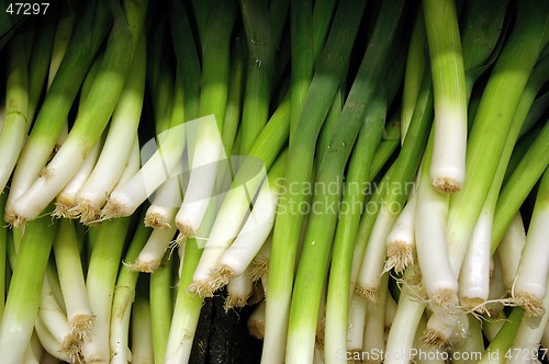 Image of Celery on display