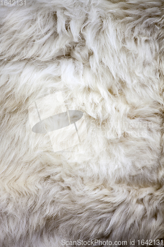 Image of White sheep fur texture