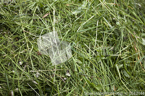 Image of Fresh cut green grass texture