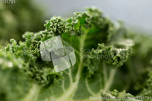 Image of close up of kale cabbage on table