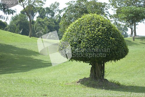 Image of Green, shaped bush