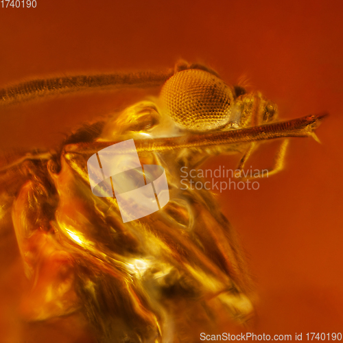 Image of Fly inclusion in natural amber. Micro photography.
