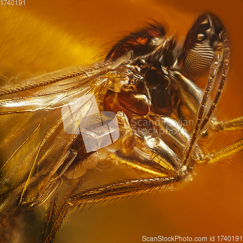 Image of Fly inclusion in natural amber. Micro photography.