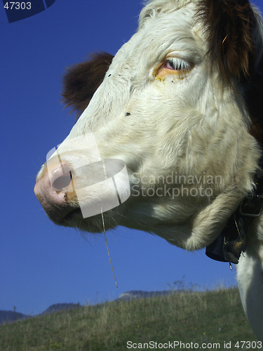 Image of Cow