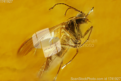 Image of Fly inclusion in natural amber. Micro photography.