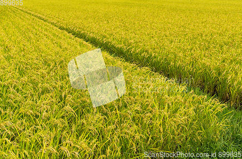 Image of Green paddy rice field