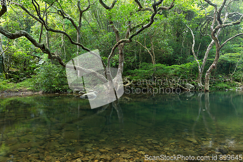 Image of Lake and forest