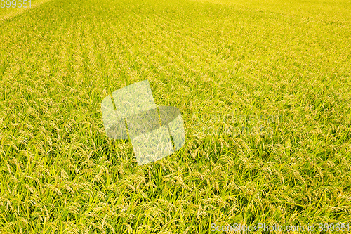 Image of Paddy Rice meadow