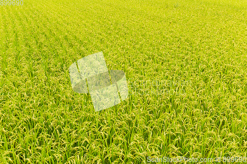 Image of Paddy rice field