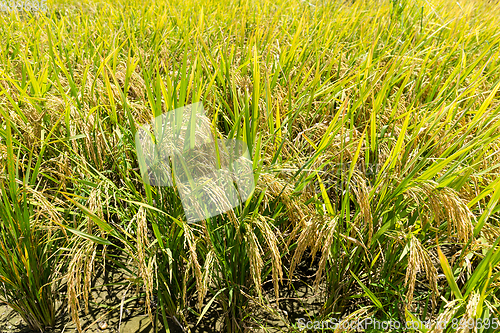 Image of Paddy rice field