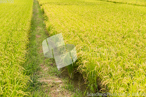 Image of Green paddy rice field