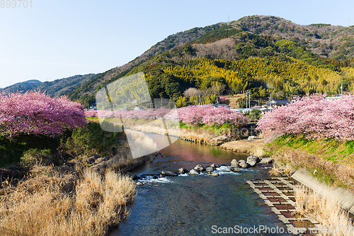 Image of Sakura flower in countryside