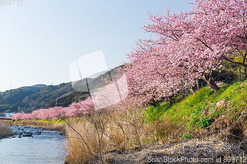 Image of Sakura and river 