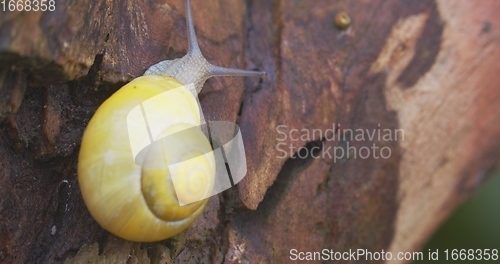 Image of Small yellow snail crawling on the tree