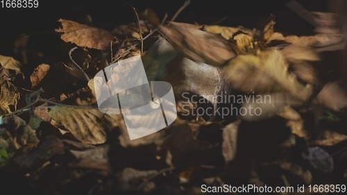 Image of Finding human skull in the forest at night