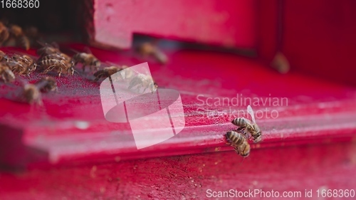 Image of Honey bees on a hive cluster