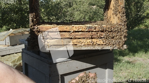 Image of Honey bees on a hive cluster