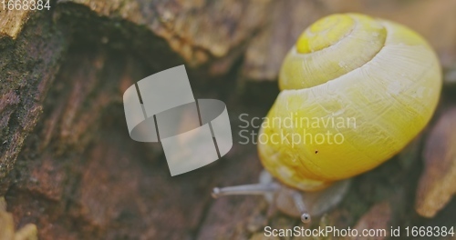 Image of Small yellow snail crawling on the tree