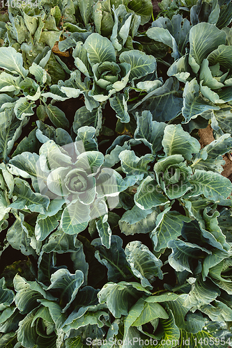 Image of Top view of green plants, cabbagehead as a pattern