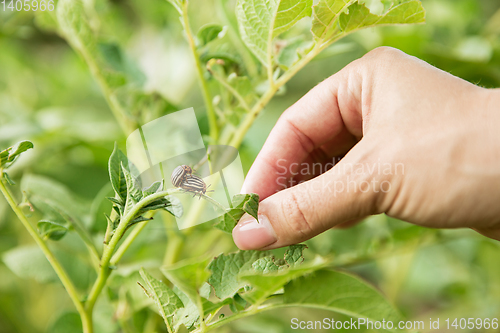 Image of Close up photoshot of green plants and human hand holding it