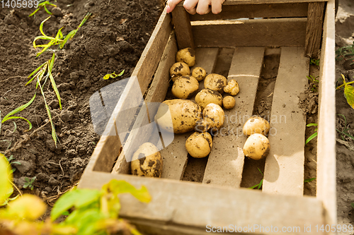 Image of Young farmer working at his garden in sunny day