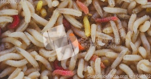 Image of Lots of worms crawling as background texture closeup footage