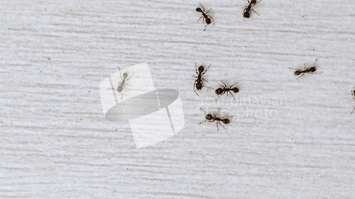 Image of Ants wandering on the floor looking for food