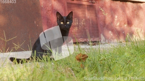 Image of Young cat outdoors closeup footage