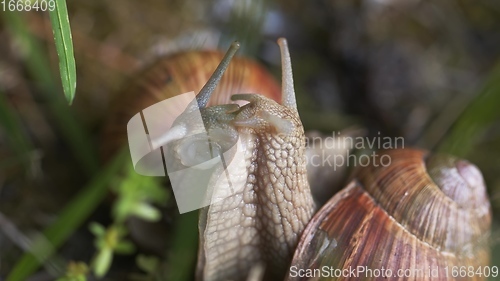 Image of Snail on ground level macro photo