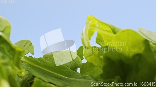 Image of Green rucola leaves in camera motion