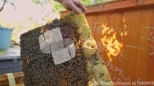 Image of Honey bees swarming on a hive cluster outdoors at bee farm