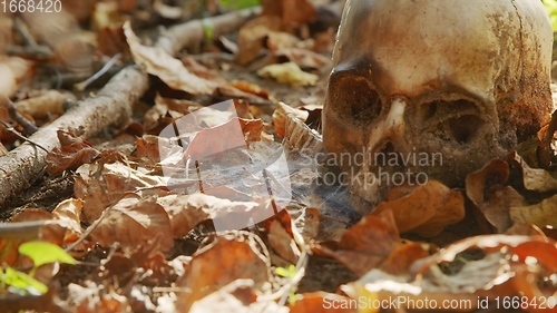 Image of old skull on the ground covered with leaves