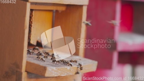 Image of Honey bees on a hive cluster