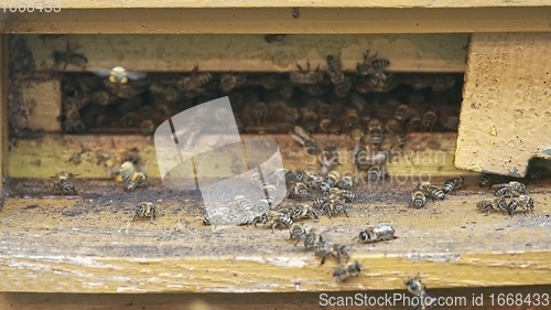 Image of Honey bees on a hive cluster