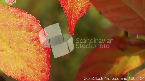 Image of Autumnal leaves blown by the wind closeup