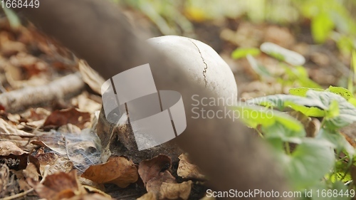 Image of old skull on the ground covered with leaves