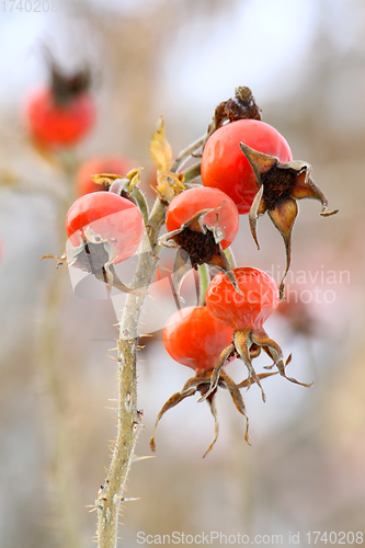 Image of Dog Rose or Rosa Canina branches with bright fruits