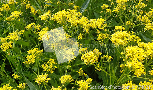 Image of Beautiful wild yellow flowers