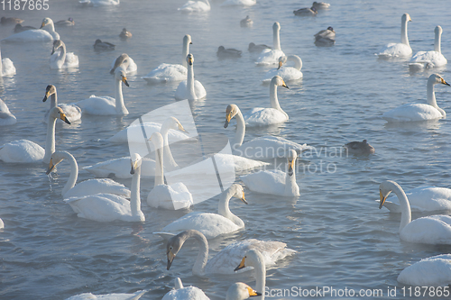 Image of Beautiful white whooping swans