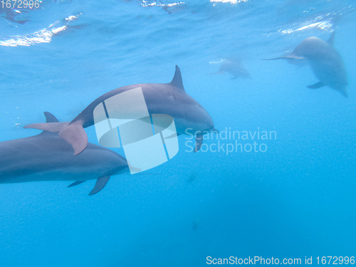 Image of Flock of dolphins playing in the blue water near Mafushi island, Maldives